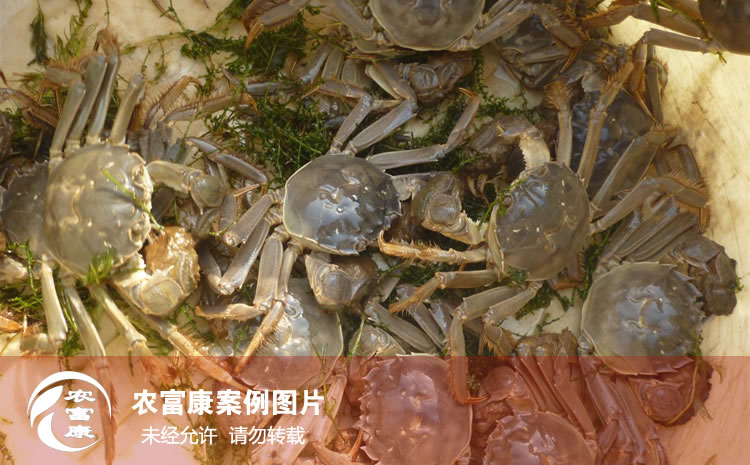農富康水產em菌種養螃蟹案例圖片
