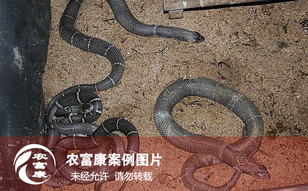 農富康養蛇發酵床案例圖片